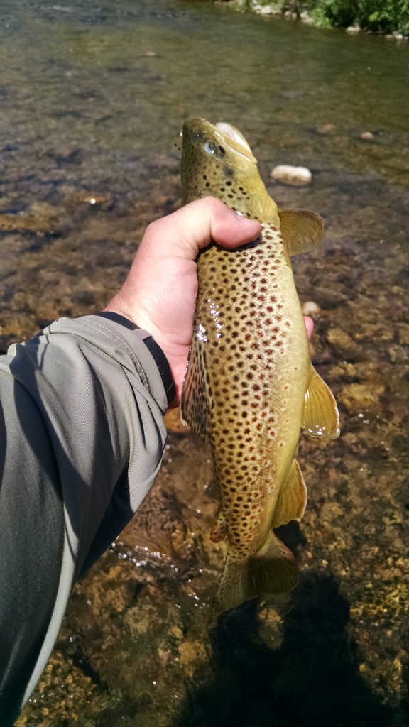 Biggest brown I ever got. Caught him last year on a phoebe gold lure. :  r/troutfishing