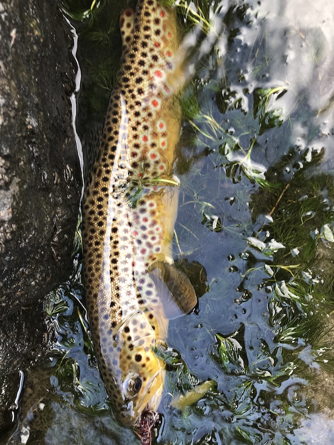 My Favorite Fly Fishing Streamers - 2 Guys and A River